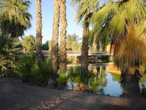 Landscape of trees and lake. 