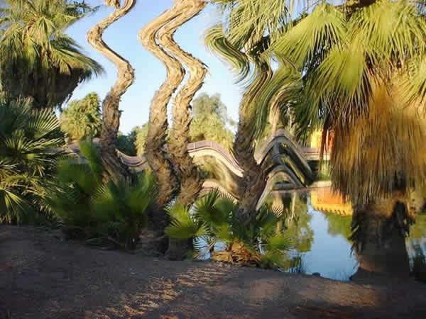 Photo with pronounced distortion of trees and lake